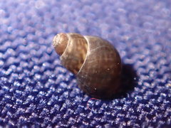 Eulithidium