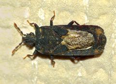 Ctenoneurus pendergrasti