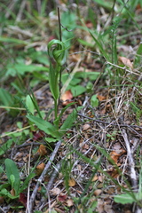 Pterostylis oliveri
