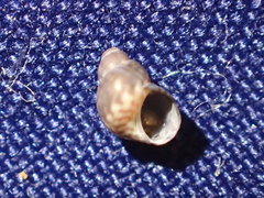 Eulithidium