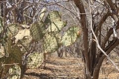 Opuntia caboensis