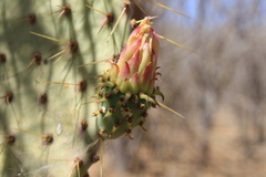 Opuntia caboensis