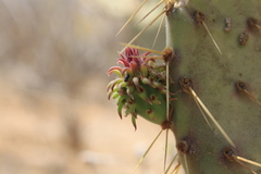 Opuntia caboensis