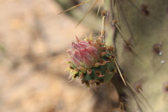 Opuntia caboensis