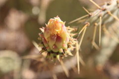 Opuntia caboensis