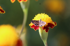 Piletocera fluctualis
