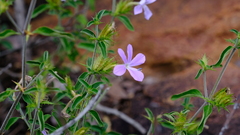 Barleria saxatilis