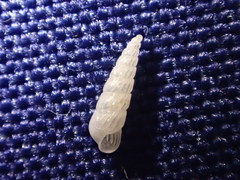 Turbonilla hypolispa