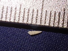 Turbonilla hypolispa