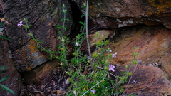 Barleria saxatilis