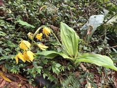Calanthe striata