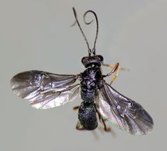 Ascogaster