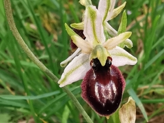 Ophrys exaltata arachnitiformis