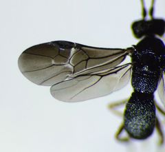 Ascogaster