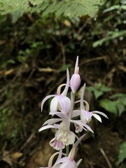 Calanthe aristulifera