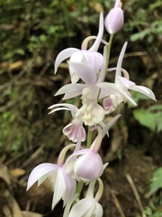 Calanthe aristulifera