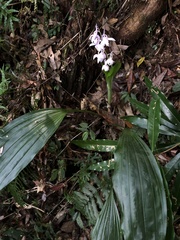 Calanthe aristulifera