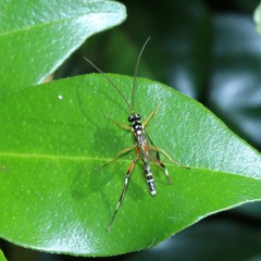 Xanthocryptus novozealandicus