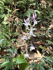 Calanthe aristulifera