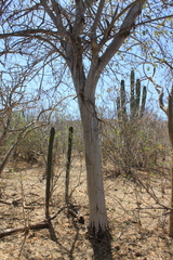 Albizia occidentalis