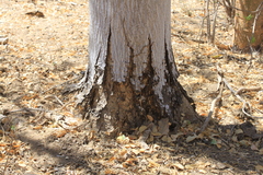 Albizia occidentalis