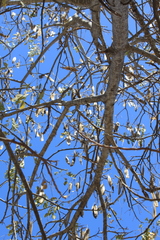 Albizia occidentalis