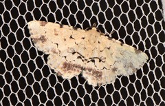 Sandava scitisignata