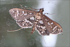 Ischnurges illustralis