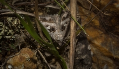 Acantholipes juba