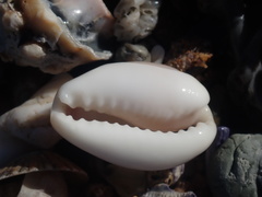Erronea subviridis