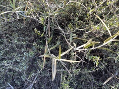 Parsonsia capsularis