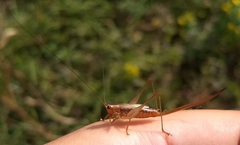 Conocephalus attenuatus