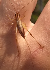 Conocephalus attenuatus