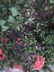 Rubiaceae