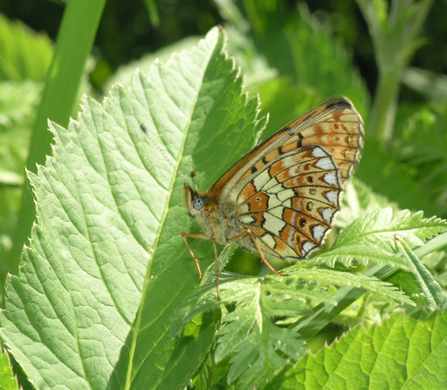 Boloria oscarus