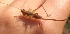 Conocephalus attenuatus