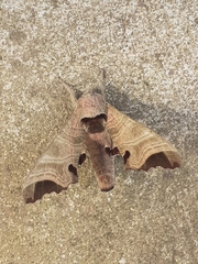 Likoma apicalis