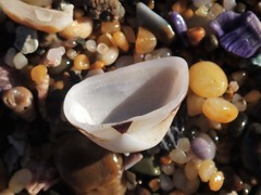 Striarca pisolina