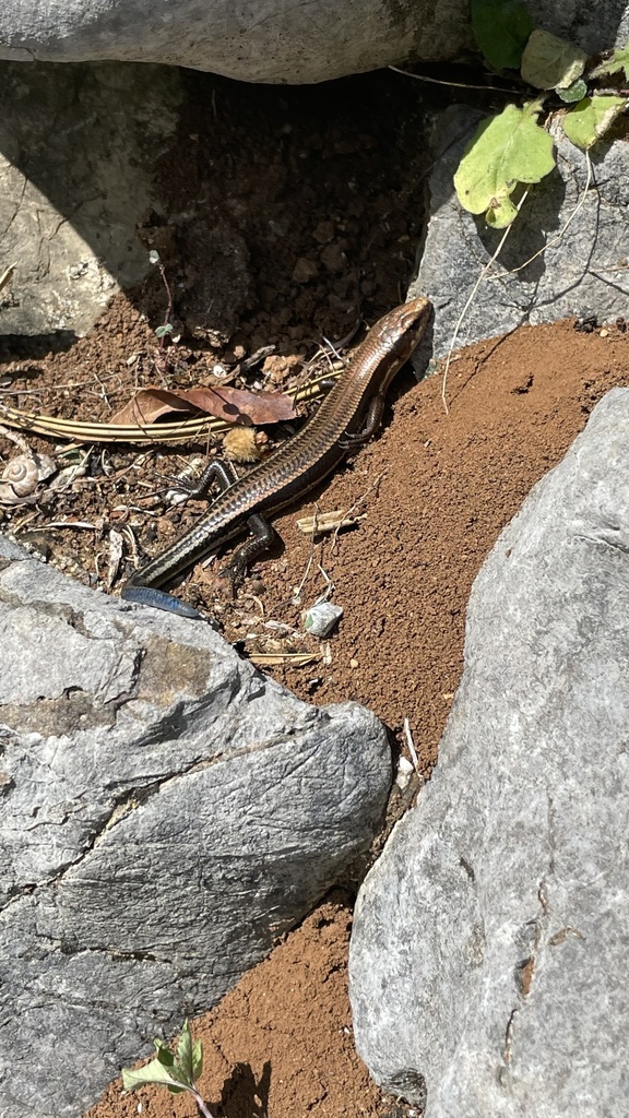 Barbour's blue-tailed Skink