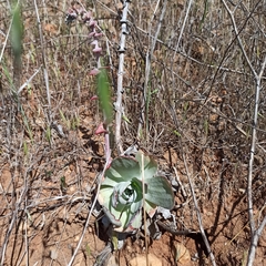 Dudleya arizonica