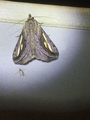 Schistorhynx argentistriga