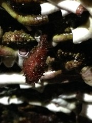 Boltenia villosa