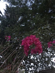 Bougainvillea