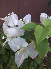 Bougainvillea