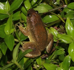 Occidozyga laevis