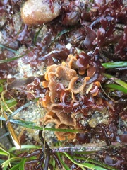 Primavelans insculpta