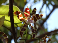 Oncidium reichenheimii