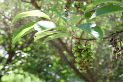 Stachyurus praecox