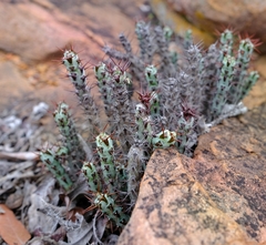 Euphorbia aeruginosa
