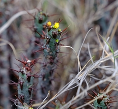 Euphorbia aeruginosa